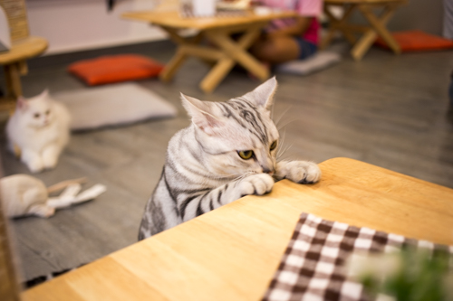 【バンコクの猫カフェ】ウドンスックの「Cat Cafe by Dome」に行ってみた！