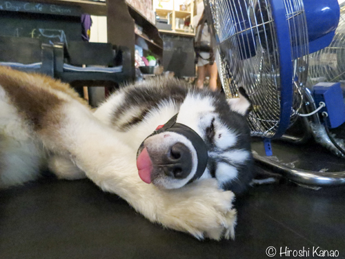 シーロムの犬カフェ「LoL Dogs Cafe’」に行ってみたけど、犬はかなり寝てる。