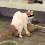 バンコクの猫カフェで、猫がテッドに腰を振りだす珍事件が発生