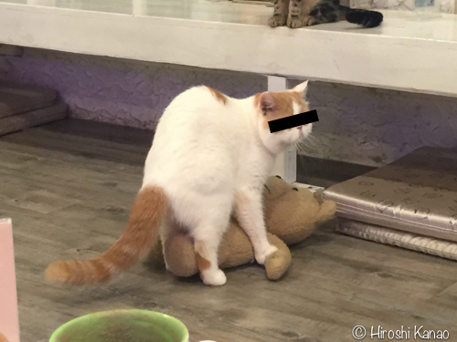 バンコクの猫カフェで、猫がテッドに腰を振りだす珍事件が発生