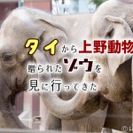 タイから贈られたゾウ「アティ」と「ウタイ」を上野動物園に見に行ってきた